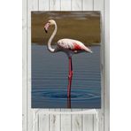 Postermanya Flamingo Hayvan 70x100 cm Poster