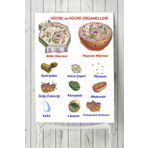 Postermanya Hücre Eğitim 90x130 cm Poster