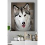 Postermanya Husky Hayvan 40x60 cm Poster