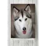 Postermanya Husky Hayvan 50x70 cm Poster