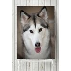 Postermanya Husky Hayvan 60x90 cm Poster