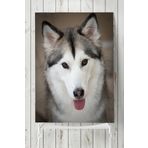 Postermanya Husky Hayvan 80x115 cm Poster