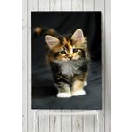 Postermanya Kedi Hayvan 2 30x40 cm Poster