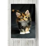 Postermanya Kedi Hayvan 2 40x60 cm Poster