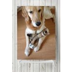 Postermanya Kedi Köpek Hayvan 50x70 cm Poster