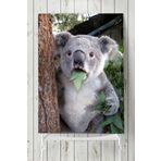 Postermanya Koala Hayvan 40x60 cm Poster