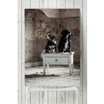 Postermanya Köpek Hayvan 60x90 cm Poster