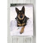Postermanya Kurt Köpeği Hayvan 40x60 cm Poster