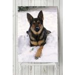 Postermanya Kurt Köpeği Hayvan 70x100 cm Poster