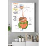Postermanya (pster15381) Sindirim Sistemi Eğitim Kanvas Tablo 50 x 70
