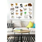 Postermanya (pster16288) Ingilizce Hayvanlar Eğitim Kanvas Tablo 40 x 60
