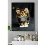 Postermanya (pster16473) Kedi Hayvan Kanvas Tablo 2 30 x 40