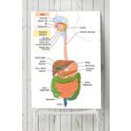 Postermanya Sindirim Sistemi Eğitim 70x100 cm Poster
