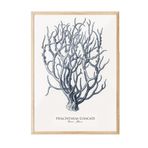Postifull Blue Coral Çerçeveli Tablo, Ahşap Çerçeve Ve Poster, Dikey Duvar Tablosu Comfort Serisi No:108438;50 X 70 Ahşap Çerçeveli