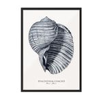 Postifull Blue Seashell Çerçeveli Tablo, Siyah Çerçeve Ve Poster, Duvar Tablosu Comfort Serisi No:108439;10 X 15 Siyah Çerçeveli