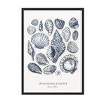 Postifull Blue Shells Çerçeveli Tablo, Siyah Çerçeve Ve Poster, Dikey Duvar Tablosu Comfort Serisi No:108436;10 X 15 Siyah Çerçeveli