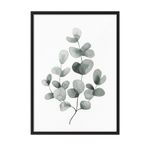 Postifull Eucalyptus No1 Çerçeveli Tablo, Siyah Çerçeve Ve Poster, Duvar Tablosu Comfort Serisi No:108454;30 X 40 Siyah Çerçeveli
