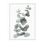 Postifull Eucalyptus No2 Çerçeveli Tablo, Beyaz Çerçeve Ve Poster, Duvar Tablosu Comfort Serisi No:108455;50 X 70 Beyaz Çerçeveli