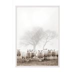 Postifull Flock Of Sheep Çerçeveli Tablo, Beyaz Çerçeve Ve Poster, Duvar Tablosu Comfort Serisi No:108505;10 X 15 Beyaz Çerçeveli