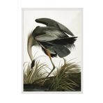 Postifull Great Heron Çerçeveli Tablo, Beyaz Çerçeve Ve Poster, Dikey Duvar Tablosu Comfort Serisi No:108502;10 X 15 Beyaz Çerçeveli