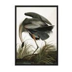 Postifull Great Heron Çerçeveli Tablo, Siyah Çerçeve Ve Poster, Dikey Duvar Tablosu Comfort Serisi No:108502;10 X 15 Siyah Çerçeveli