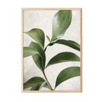Postifull Green Botanical Çerçeveli Tablo, Ahşap Çerçeve Ve Poster, Duvar Tablosu Comfort Serisi No:108467;30 X 40 Ahşap Çerçeveli
