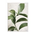 Postifull Green Botanical Çerçeveli Tablo, Beyaz Çerçeve Ve Poster, Duvar Tablosu Comfort Serisi No:108467;50 X 70 Beyaz Çerçeveli