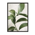 Postifull Green Botanical Çerçeveli Tablo, Siyah Çerçeve Ve Poster, Duvar Tablosu Comfort Serisi No:108467;10 X 15 Siyah Çerçeveli