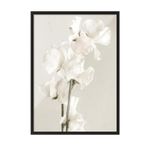 Postifull In Full Bloom Çerçeveli Tablo, Siyah Çerçeve Ve Poster, Dikey Duvar Tablosu Comfort Serisi No:108434;10 X 15 Siyah Çerçeveli