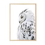 Postifull Owl Çerçeveli Tablo, Ahşap Çerçeve Ve Poster, Dikey Duvar Tablosu Comfort Serisi No:108301;50 X 70 Ahşap Çerçeveli