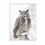 Postifull Owl İn Snowfall Yılbaşı Tablo, Beyaz Çerçeve Ve Poster, Duvar Tablosu Comfort Serisi No:108413;10 X 15 Beyaz Çerçeveli