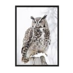 Postifull Owl İn Snowfall Yılbaşı Tablo, Siyah Çerçeve Ve Poster, Duvar Tablosu Comfort Serisi No:108413;10 X 15 Siyah Çerçeveli