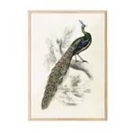 Postifull Peafowl Portrait Çerçeveli Tablo, Ahşap Çerçeve Ve Poster, Duvar Tablosu Comfort Serisi No:108500;10 X 15 Ahşap Çerçeveli