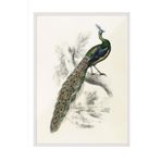 Postifull Peafowl Portrait Çerçeveli Tablo, Beyaz Çerçeve Ve Poster, Duvar Tablosu Comfort Serisi No:108500;30 X 40 Beyaz Çerçeveli