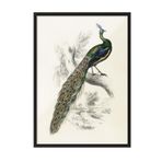 Postifull Peafowl Portrait Çerçeveli Tablo, Siyah Çerçeve Ve Poster, Duvar Tablosu Comfort Serisi No:108500;10 X 15 Siyah Çerçeveli
