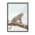 Postifull Resting Leopard Çerçeveli Tablo, Siyah Çerçeve Ve Poster, Duvar Tablosu Comfort Serisi No:108465;50 X 70 Siyah Çerçeveli