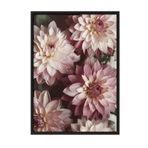 Postifull Romantic Dahlias Çerçeveli Tablo, Siyah Çerçeve Ve Poster, Duvar Tablosu Comfort Serisi No:108533;10 X 15 Siyah Çerçeveli