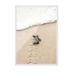 Postifull Small Beach Turtle Çerçeveli Tablo, Beyaz Çerçeve Ve Poster, Duvar Tablosu Comfort Serisi No:108420;10 X 15 Beyaz Çerçeveli