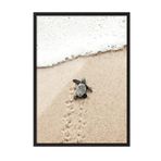 Postifull Small Beach Turtle Çerçeveli Tablo, Siyah Çerçeve Ve Poster, Duvar Tablosu Comfort Serisi No:108420;10 X 15 Siyah Çerçeveli