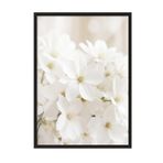 Postifull Soft White Bloom Çerçeveli Tablo, Siyah Çerçeve Ve Poster, Duvar Tablosu Comfort Serisi No:108344;10 X 15 Siyah Çerçeveli