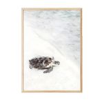 Postifull Turtle On The Beach Çerçeveli Tablo, Ahşap Çerçeve Ve Poster, Duvar Tablosu Comfort Serisi No:108422;30 X 40 Ahşap Çerçeveli