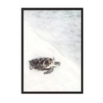 Postifull Turtle On The Beach Çerçeveli Tablo, Siyah Çerçeve Ve Poster, Duvar Tablosu Comfort Serisi No:108422;30 X 40 Siyah Çerçeveli