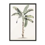Postifull Vintage Banana Tree Çerçeveli Tablo, Siyah Çerçeve Ve Poster, Duvar Tablosu Comfort Serisi No:108501;10 X 15 Siyah Çerçeveli