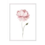 Postifull Watercolour Peony Çerçeveli Tablo, Beyaz Çerçeve Ve Poster, Duvar Tablosu Comfort Serisi No:108493;10 X 15 Beyaz Çerçeveli