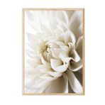 Postifull White Dahlia Çerçeveli Tablo, Ahşap Çerçeve Ve Poster, Dikey Duvar Tablosu Comfort Serisi No:108311;50 X 70 Ahşap Çerçeveli