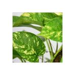 Pothos Salon Sarmaşığı Fidanı 10-20 Cm