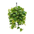 Potos Sarmaşığı Askılı Saksıda Epipremnum Aureum Bitkisi Potos Ev Bitkisi Ofis Bitkisi