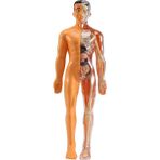 Praise6 3D Insan Vücudu Anatomisi Modeli Çocuk Plastik Dıy Iskelet Oyuncak Bilim Erken Öğrenme Yardımcıları Eğitici Oyuncaklar (Yurt Dışından) - 1 Adet