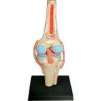 Praise6 Öğrenci Öğretim Çalışması Montaj Modeli Için Tıbbi Torso Insan Vücudu Modeli Eğitim Diz Eklemi Organları Modeli (Yurt Dışından) - 1 Adet