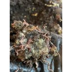 Premium Katı Solucan Gübresi-OrganikToprak-Organik Vermikompost-ToprakCanlandırıcı Katı Solucan Gübresi 10 KG